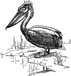 A bird with a large pouch on the underside of its beak with which it carries fish.