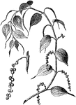 The plant from which the black pepper comes from.