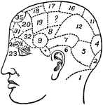 Phrenology is a psychological theory that the shape and bumps on a person's head can tell what mental powers and sentiments the person uses the most. The images make up the phrenology chart.