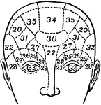Phrenology is a psychological theory that the shape and bumps on a person's head can tell what mental powers and sentiments the person uses the most. The images make up the phrenology chart.