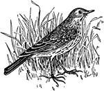 The pipit or titlark is a small American bird that often flicks its tail.