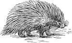 A rodent distinguished by its long quills used for defense.