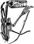 The skeleton of a pterodactyl, the prehistoric winged dinosaur.