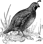 A small game bird found mostly in America.