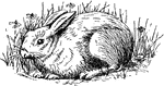 The Rabbits ClipArt gallery offers 22 illustrations of rabbits engaged in a variety of activities. The Rabbits gallery does not include its close relatives, the hare and jackrabbit. For more cartoon-like illustrations of rabbits from storybooks, see the <a href="https://etc.usf.edu/clipart/galleries/1179-rabbits">Rabbits</a> gallery within the <a href="https://etc.usf.edu/clipart/galleries/154-literature">Literature</a> collection.