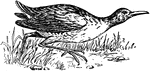 "Group of birds related to the coots and gallinules." -Foster, 1921