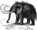 The now extinct pachyderm, the mammoth.