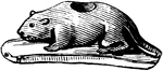A stone pipe bowl depicting a small rodent made by Native Americans.
