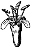 This is the single flower of the dogwood, Cornus florida,  (Keeler, 1915).