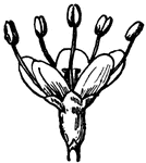 This is the single flower of the Black Haw, Viburnum prunifolium, (Keeler, 1915).