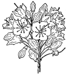 This is the flower cluster of the Mountain Laurel, Kalmia latifolia, (Keeler, 1915).