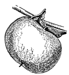 This is the fruit of the Persimmon, Diospyros virginiana, (Keeler, 1915).