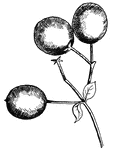 This is the fruit, or drupe, of Fringe-tree, Chionanthus virginica, (Keeler, 1915).