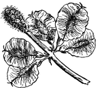 These are the fruit, or samara, of Slippery Elm, Ulmus pubescens, (Keeler, 1915).