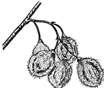 These are the fruit, or samara, of Cork Elm, Ulmus racemosa, (Keeler, 1915).