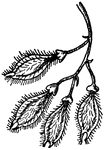 These are the fruit, or samara, of Winged Elm, Ulmus alata, (Keeler, 1915).