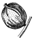 This is the fruit of Bitternut, Hicoria minima, (Keeler, 1915).