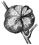 This is the fruit of Mockernut, Hicoria alba, (Keeler, 1915).