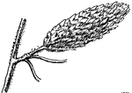 This shows the erect strobile, or fruit, of the Red Birch, Betula nigra, (Keeler, 1915).