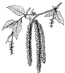 This shows the pistillate and staminate aments of Hop Hornbeam, Ostrya virginiana, (Keeler, 1915).