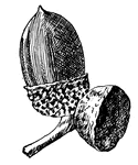 This shows the acorn of chestnut Oak, Quercus prinus, (Keeler, 1915).