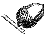 This shows the acorn of Chinquapin Oak, Quercus prinoides, (Keeler, 1915).