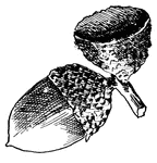 This shows the acorn of Swamp White Oak, Quercus platanoides, (Keeler, 1915).