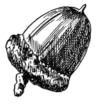 This shows the acorn of Red Oak, Quercus rubra, (Keeler, 1915).