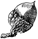 This shows the acorn of Scarlet Oak, Quercus coccinea, (Keeler, 1915).