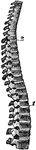 A lateral view of the spine divided into its cervical, dorsal, and lumbar portions.