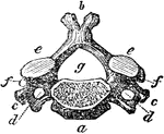 A vertebra of the neck. Labels: a, body of the bone; b, the spinal process; c, d, the transverse processes double, showing circular holes for the passage of the vertebral artery; e,e,. the superior; f,f, the articular of oblique processes; g, the spinal hole for the spinal marrow. The roots of the articular processes are hallowed out above and below into notches; and these, when the bones are fitted together, form apertures on each side of the spine, through which the nerves pass out from the spinal canal.