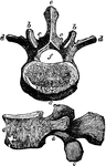 A vertebra of the loins; a, a, their bodies, larger and more spongy than those of the others; b,b,b, the superior; c,c,c the inferior articular processes, strong and deep, the superior concave; the inferior convex; d,d,d, the transverse processes, small and long, serving as levers for the attachment of muscles; e,e, the spinous processes, strong, horizontal, and flattened at the sides; f, the spinal foramen.