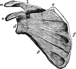 Scapula. Labels: a, superior angle; d, the glenoid cavity, or socket for the round head of the arm bone; m, the aeromion process; n, the caracoid process, which serve to protect the joint; f, the base; g, the costa, or inferior border, and h, the superior border of the triangle; l, the spine; o, the semilunar notch, for the passage of an artery, vein, and nerve.