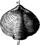 The shell of Athyris concentrica, a species of brachiopod.