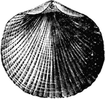 The shell of Atrypa reticularis, a species of brachiopod.