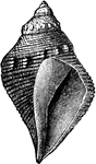 The shell of Pyrifusus Newberryi, a species of gastropod.
