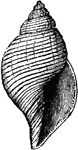 The shell of Fasciolario buccinoides, a species of gastropod.