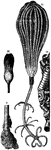 Crinoids are a species of Echinoderms: "68, Apiocrinus Royssianus (a, lower part of stem); 69, portion of a mass of crinoidal limestone; 70, Pentacrinus Wyville-Thomsoni." -Dana, 1883