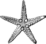 A Radiate Echinoderm, the starfish, Paleaster Niagarensis.