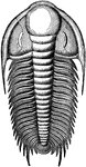 The trilobite was an early animal on earth during the Primordial Period.