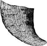 A radiate from the Paleozoic time, Petraia corniculum.