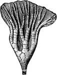 A radiate from the Paleozoic time, Lecanocrinus elegans.