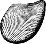 A mollusk radiate from the Paleozoic time, Ambonychia bellistriata.