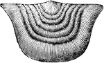 A mollusk radiate from the Paleozoic time, Strophomena rhomboidalis
