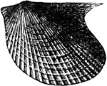 A mollusk radiate from the Paleozoic time, Pterinea emacerata from the Niagara group.