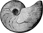 An ancient mollusk from the Paleozoic time, Goniatites Marcellensis from the Hamilton group.