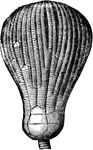 An ancient radiate from the Carboniferous Age, the Zeacrinus elegans.