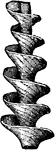An ancient mollusk from the Carboniferous Age, the Archimedes reversa.