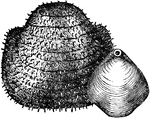 Two ancient mollusks from the Carboniferous Age, the Productus Nebrascensis and the Athyris subtilita.