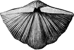 An ancient mollusk from the Carboniferous Age, the Spirifer cameratus.
